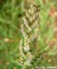 Chenopodium Album Extract 